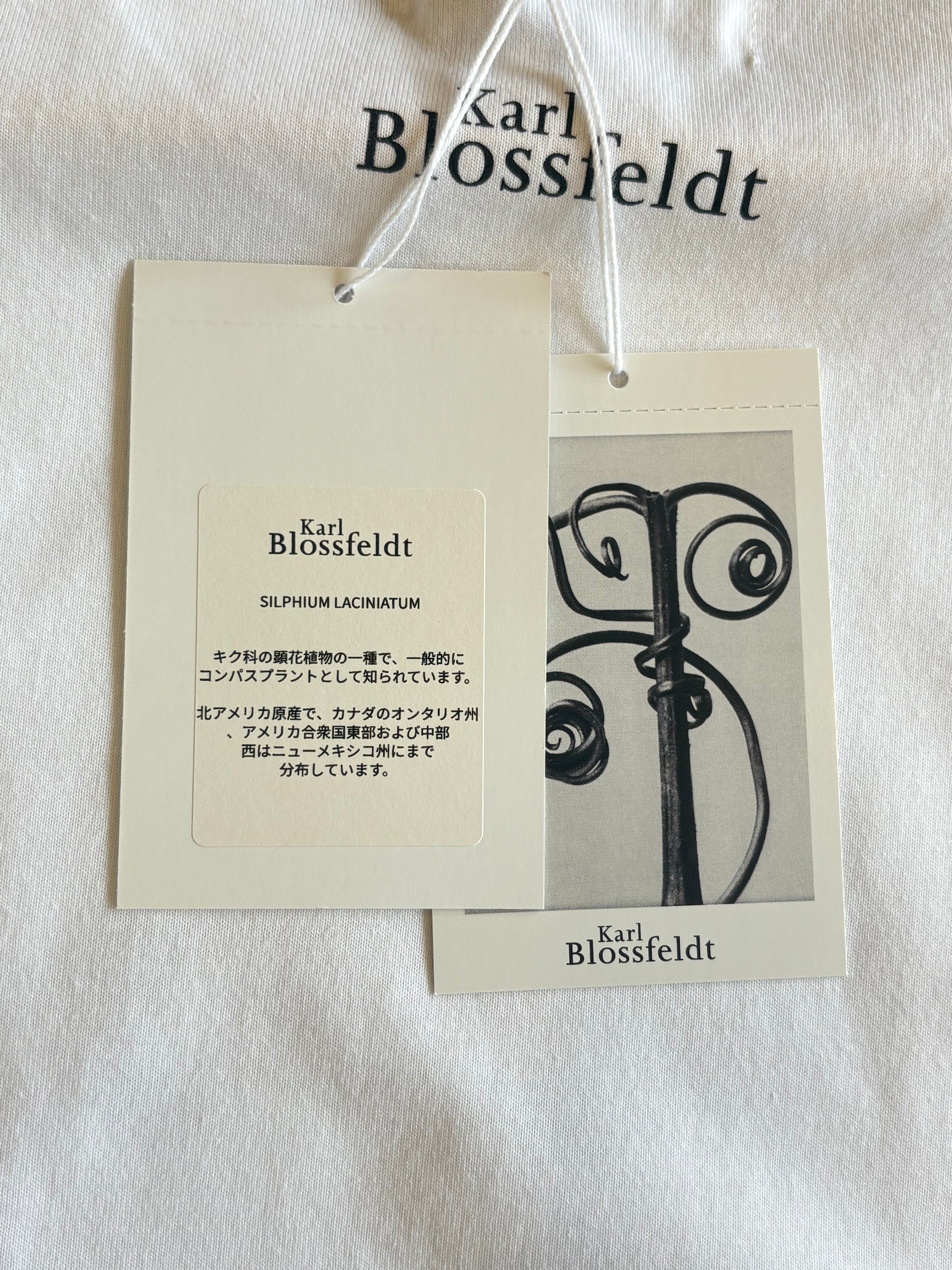 ●PRE-ORDER  Karl Blossfeldt "SILPHIUM LACINIATUM T-Shirt"(2colors)